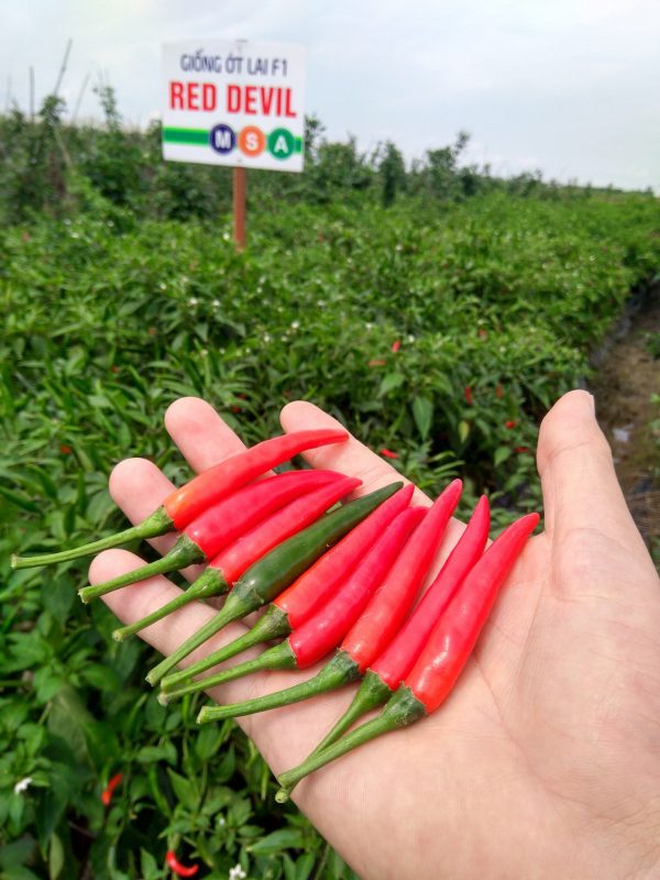 Hạt giống rau chất lượng cao
