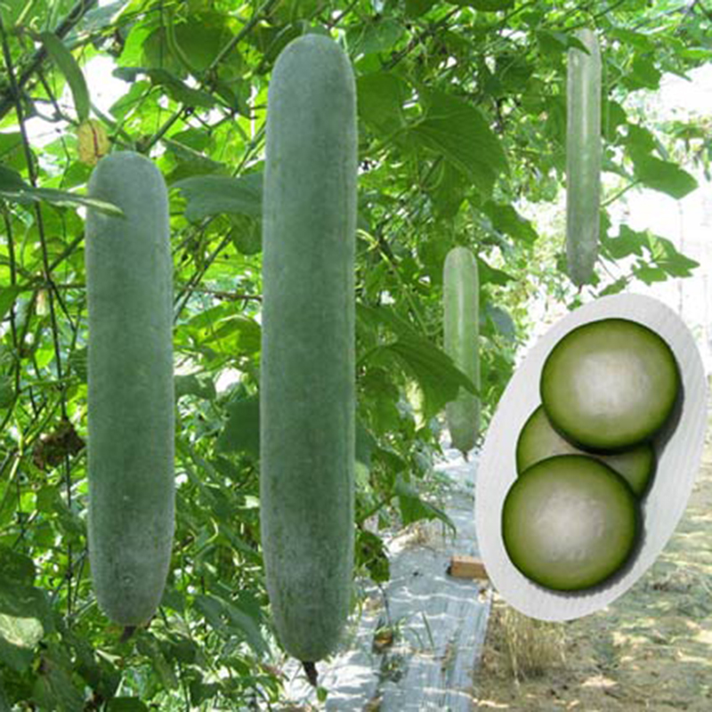 Hạt giống rau chất lượng cao