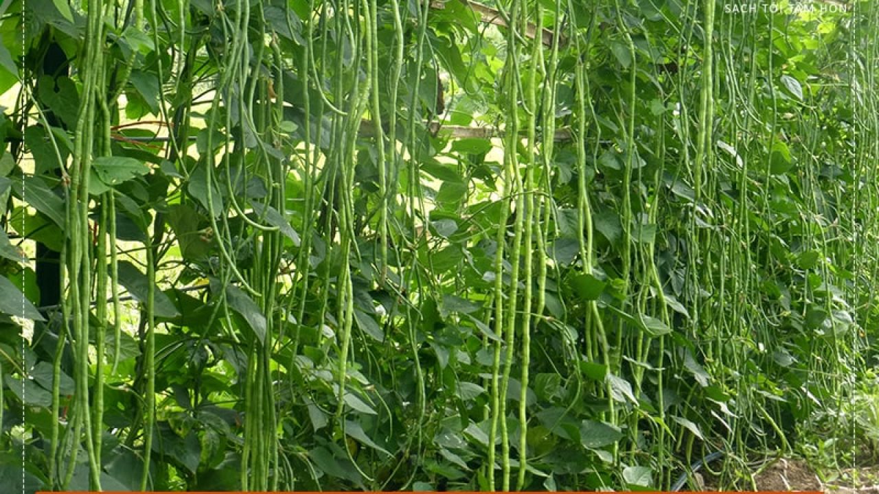 Hạt giống rau chất lượng cao