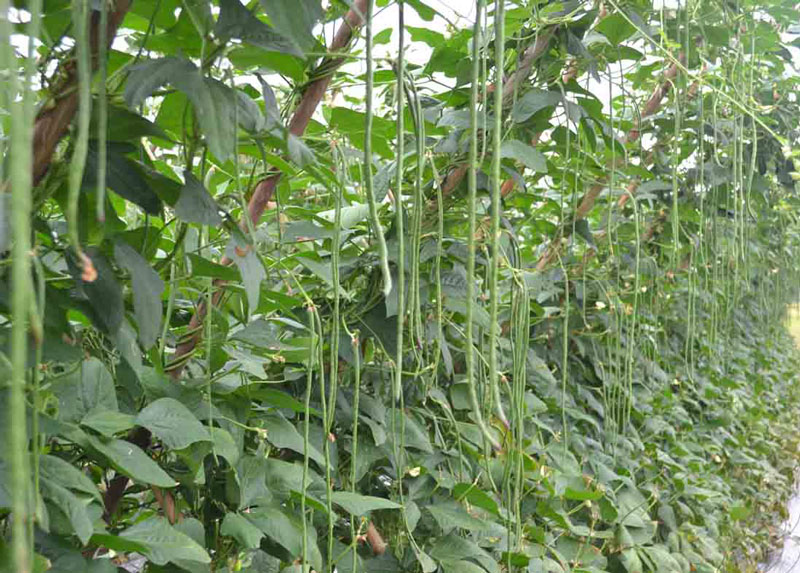Hạt giống rau chất lượng cao