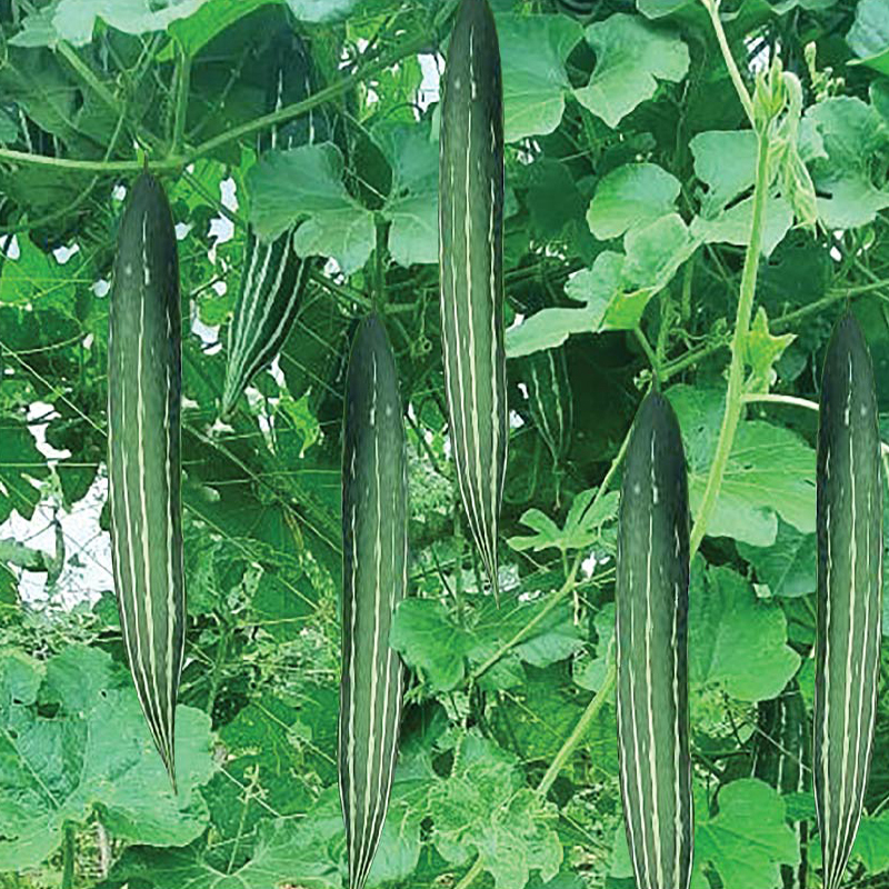 Hạt giống rau chất lượng cao