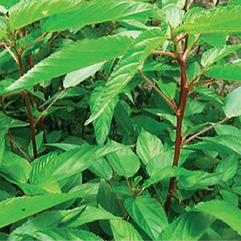 Hạt giống rau chất lượng cao