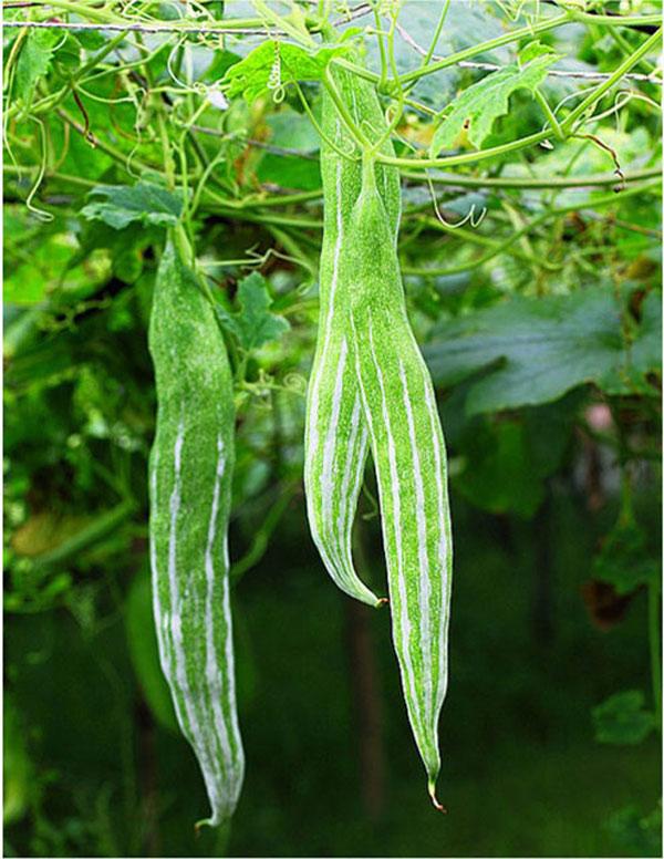Hạt giống rau chất lượng cao