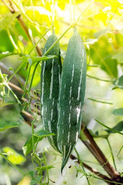 Hạt giống rau chất lượng cao