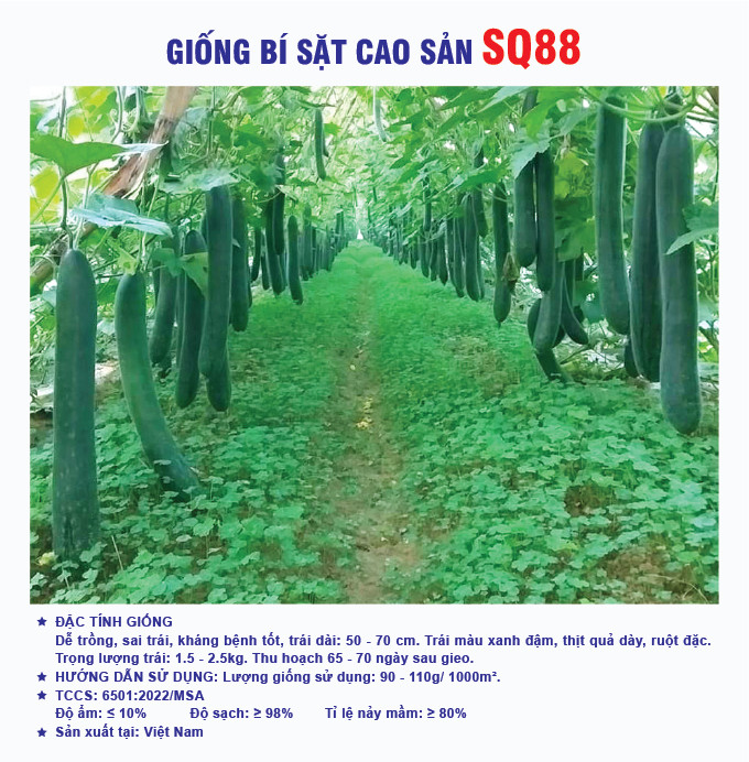 Hạt giống rau chất lượng cao