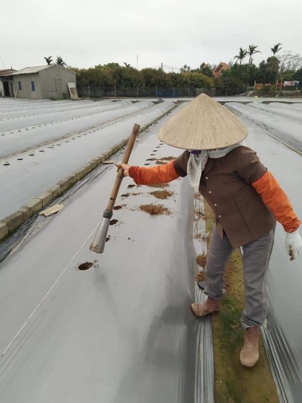 Hạt giống rau chất lượng cao