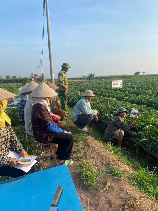 Hạt giống rau chất lượng cao