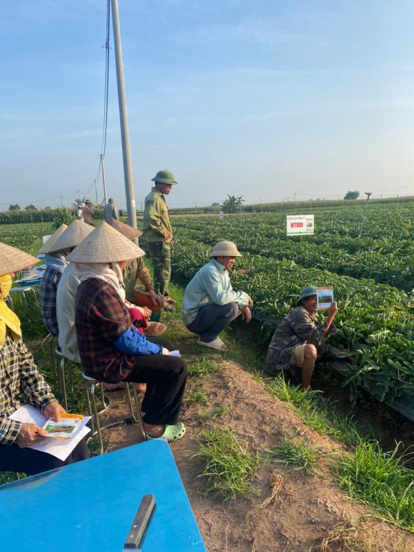 Hạt giống rau chất lượng cao