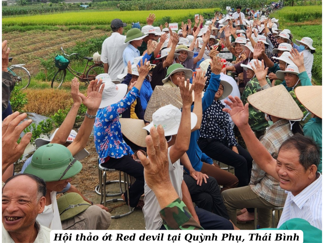 Hạt giống rau chất lượng cao