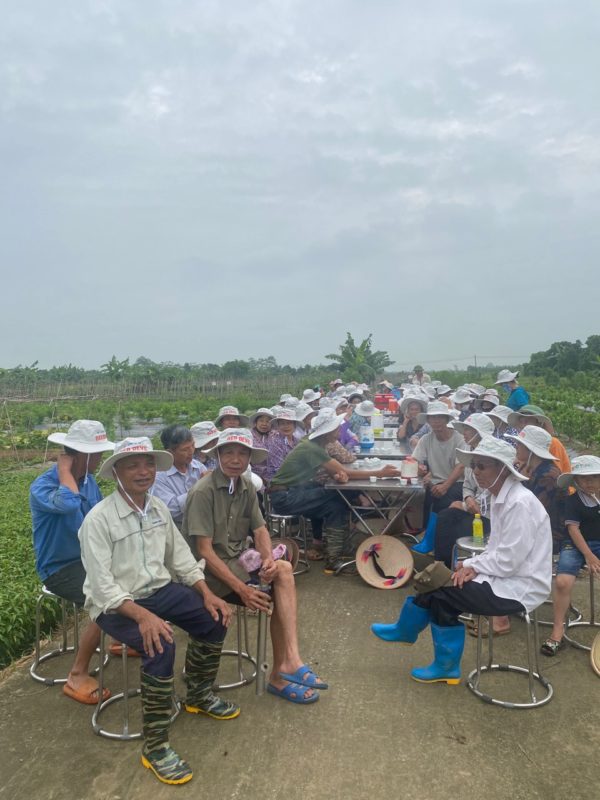 Hạt giống rau chất lượng cao