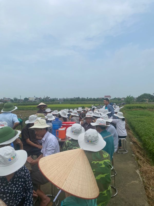 Hạt giống rau chất lượng cao