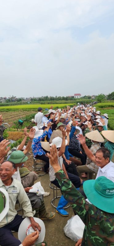 Hạt giống rau chất lượng cao