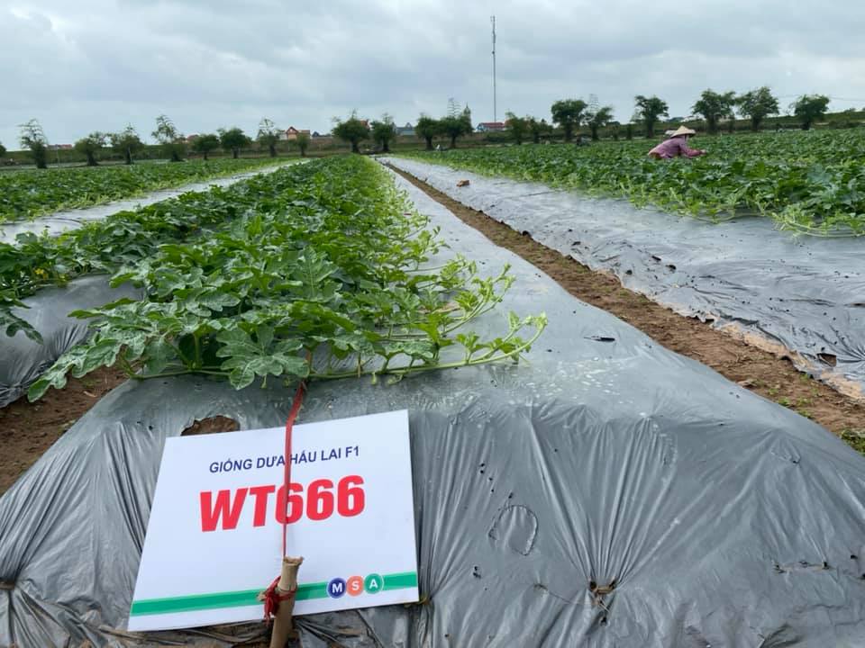 Hạt giống rau chất lượng cao