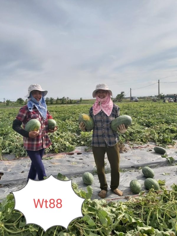 Hạt giống rau chất lượng cao