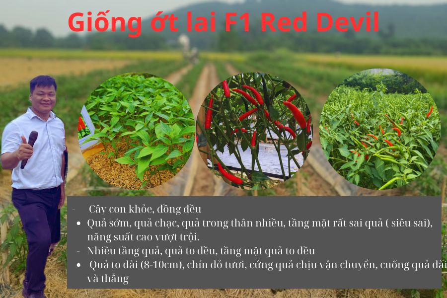 Hạt giống rau chất lượng cao