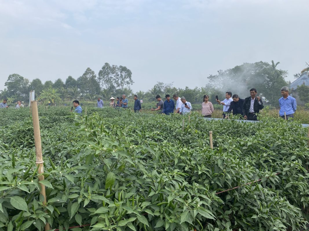 Hạt giống rau chất lượng cao
