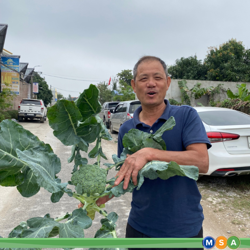 Hạt giống rau chất lượng cao