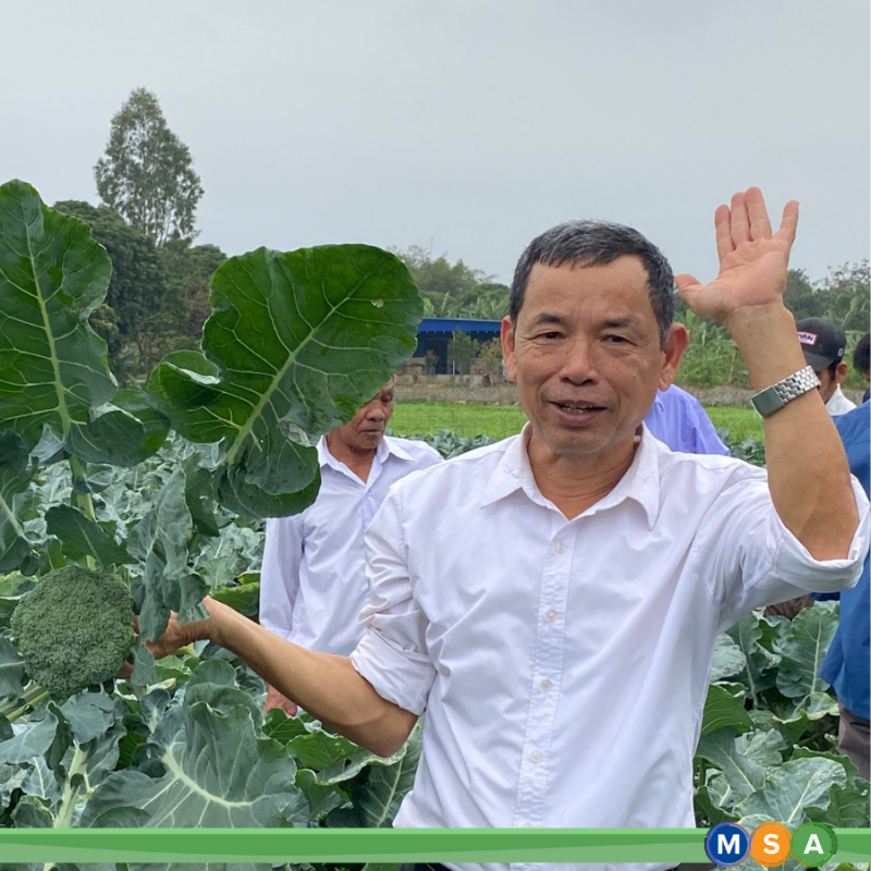 Hạt giống rau chất lượng cao