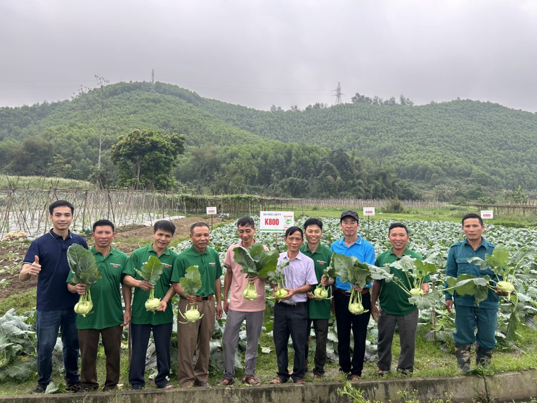 Hạt giống rau chất lượng cao