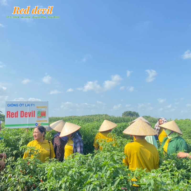Hạt giống rau chất lượng cao