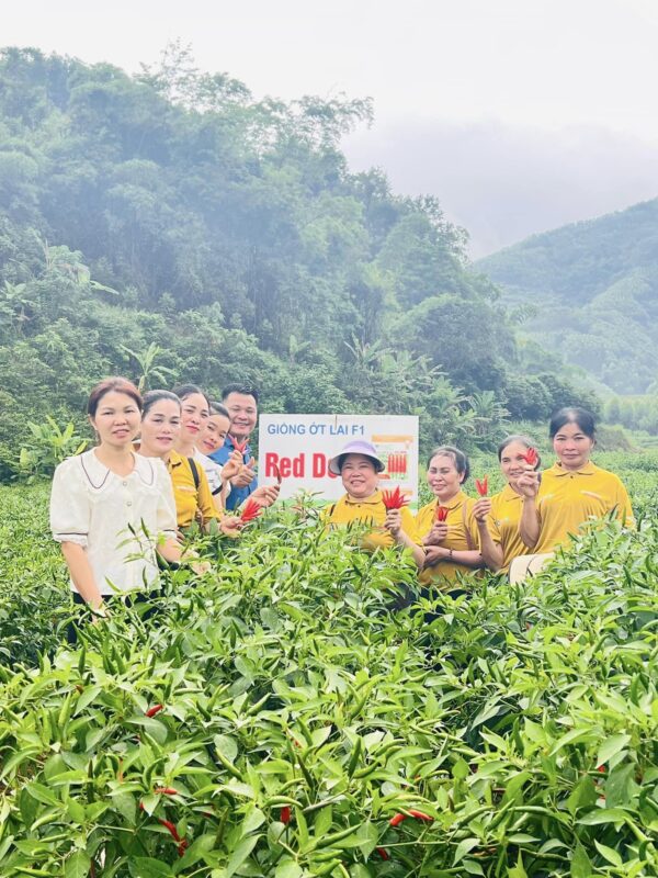 Hạt giống rau chất lượng cao