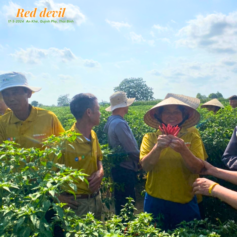 Hạt giống rau chất lượng cao