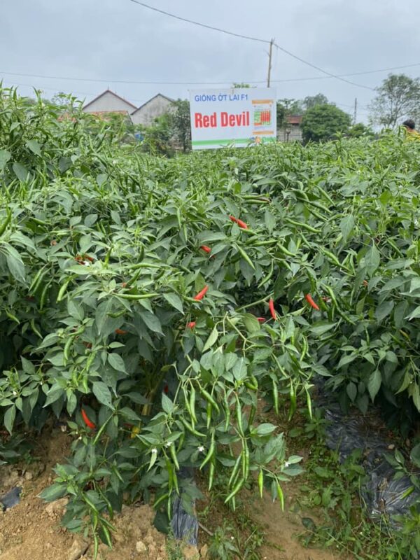 Hạt giống rau chất lượng cao