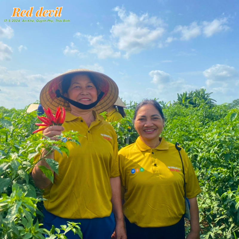 Hạt giống rau chất lượng cao