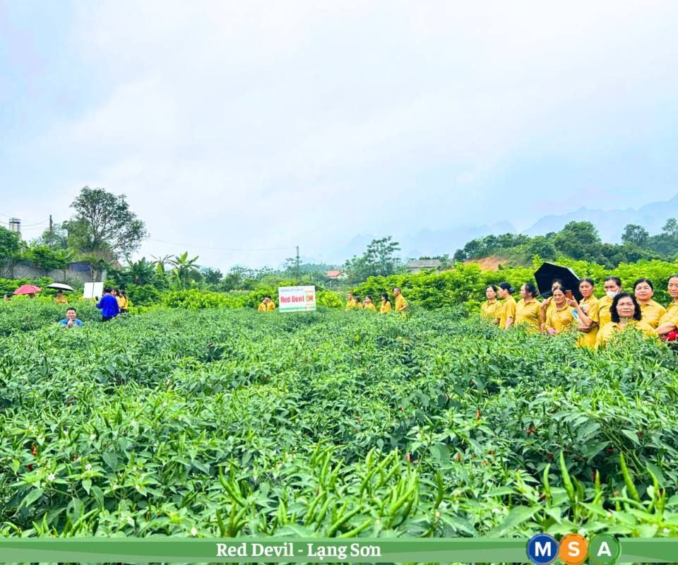 Hạt giống rau chất lượng cao