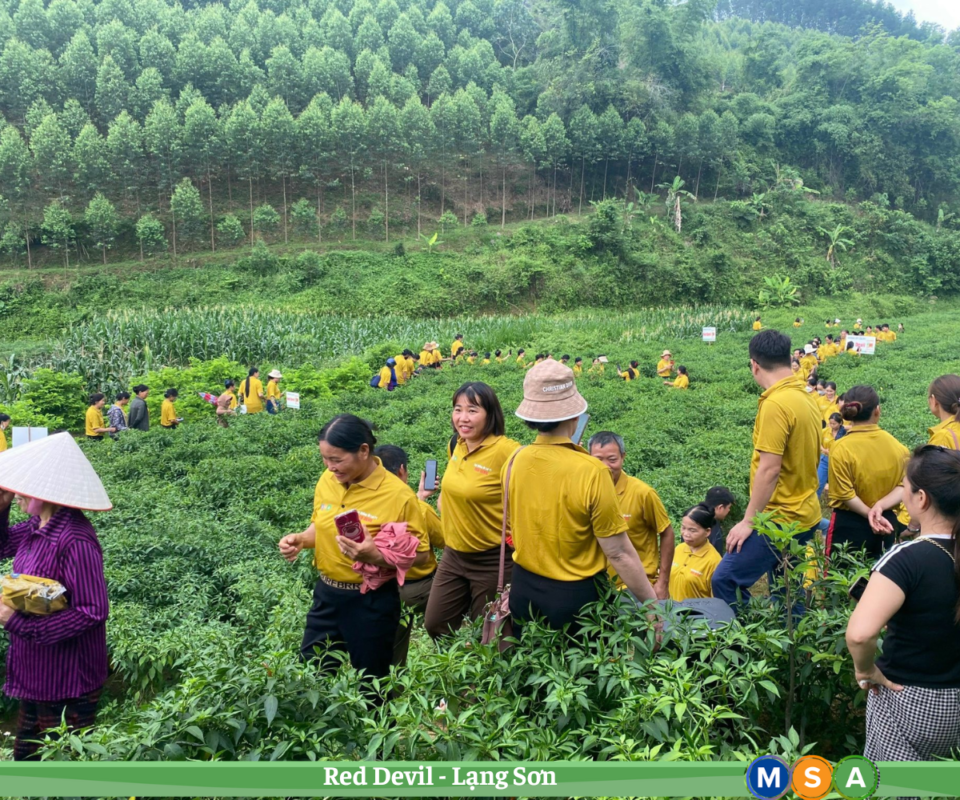 Hạt giống rau chất lượng cao