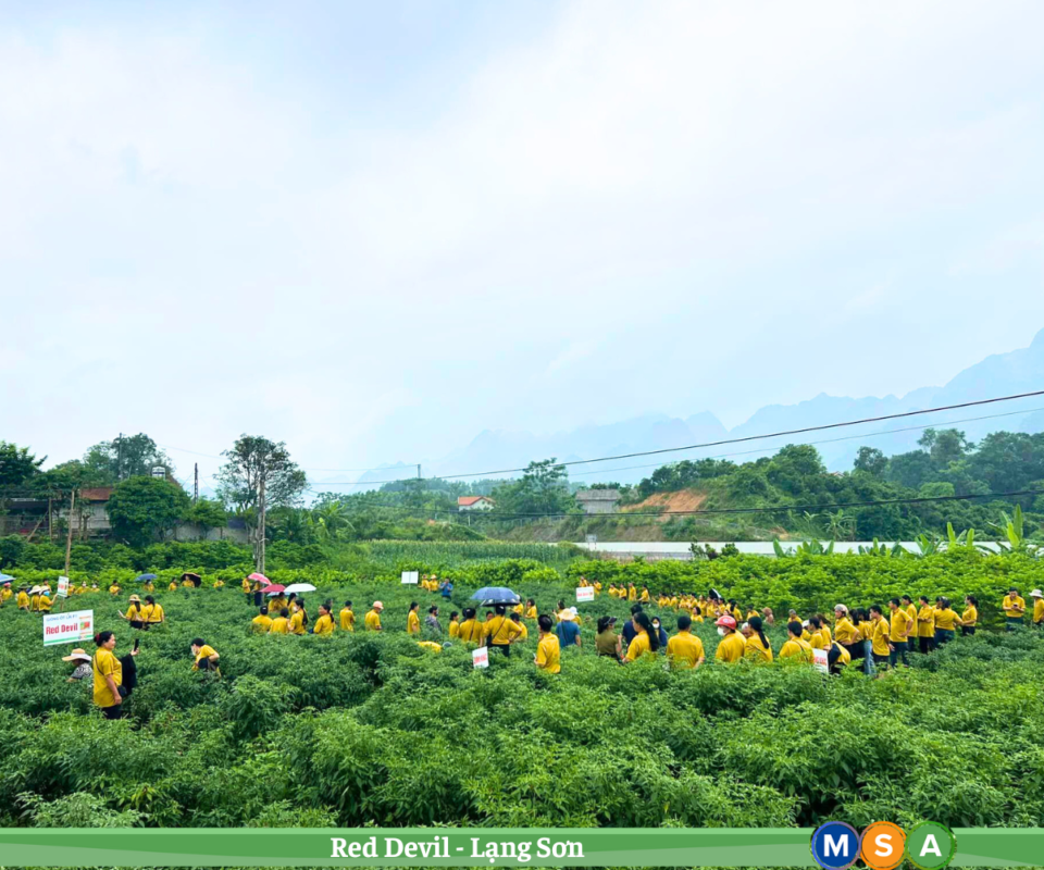 Hạt giống rau chất lượng cao
