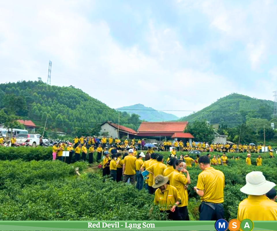 Hạt giống rau chất lượng cao