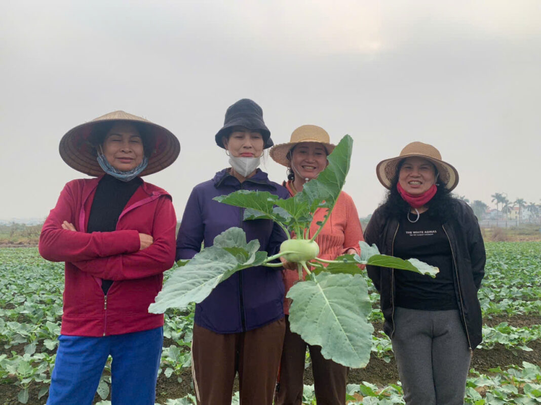 Hạt giống rau chất lượng cao
