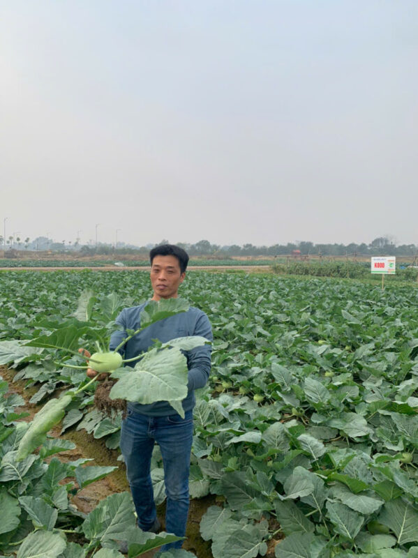 Hạt giống rau chất lượng cao