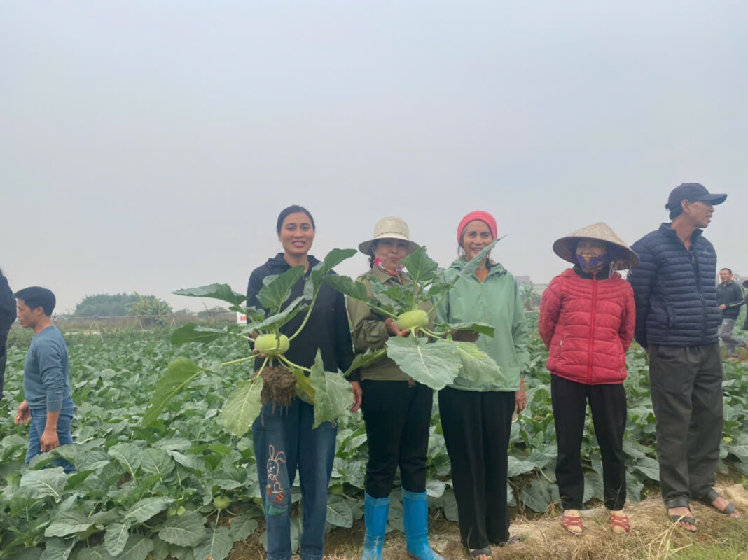 Hạt giống rau chất lượng cao